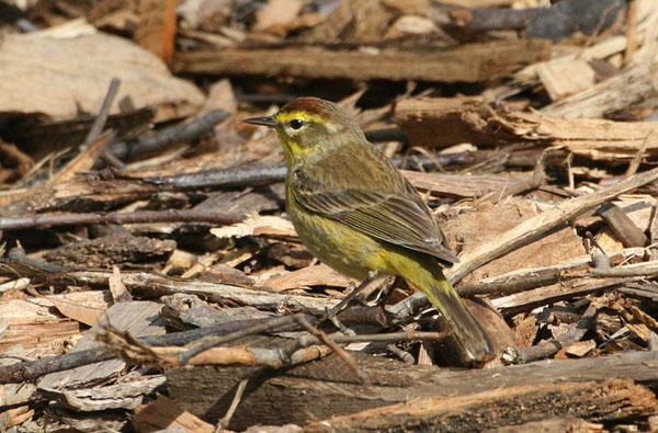 Palm Warbler in Central Park