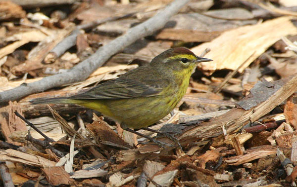 Palm Warbler in Central Park