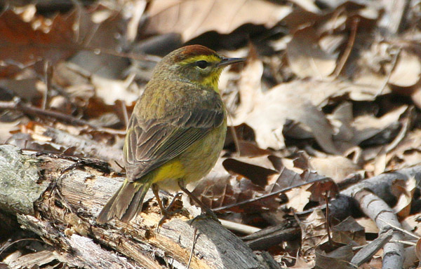 Palm Warbler in Central Park