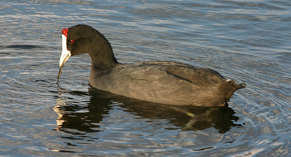 rkcoot Red-knobbed Coot in Marievale, S Africa