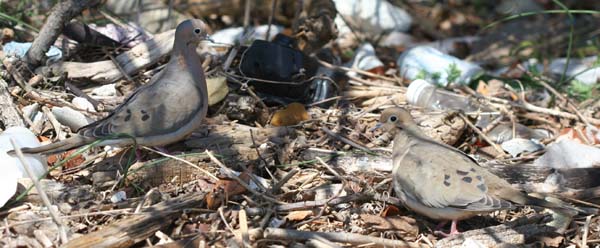 Staten Island Mourning Doves