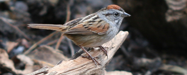 Swamp Sparrow in Central Park