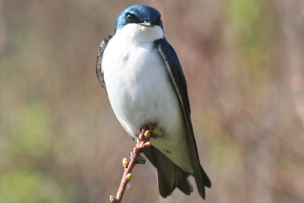 perched Tree Swallow at Jamica Bay, Queens, NY