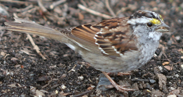 White-throated Sparrow in Central Park