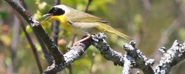 male Common Yellowthroat