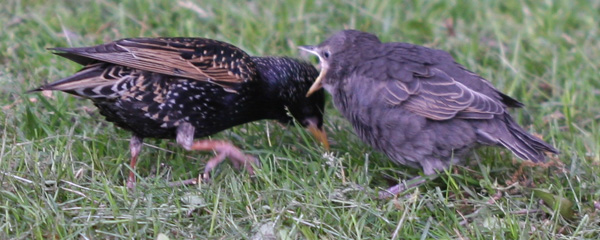begging fledgling European Starling