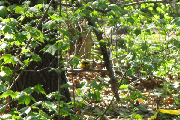Hooded Warbler in Forest Park