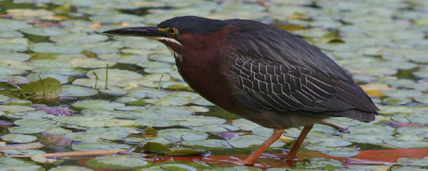 Green Heron at Forest Park