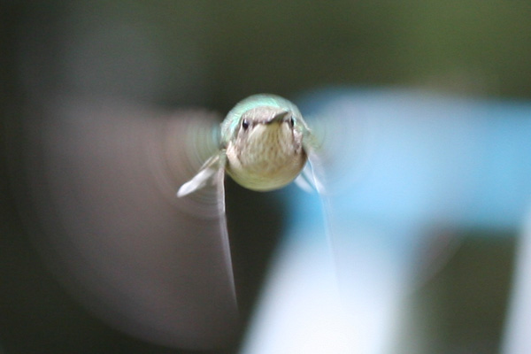 head-on hummingbird