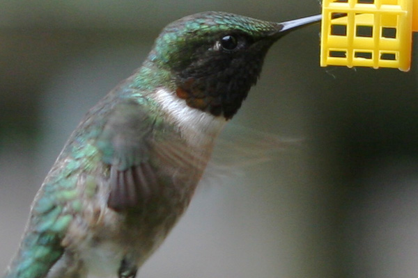 male Ruby-throated Hummingbird at the feeder