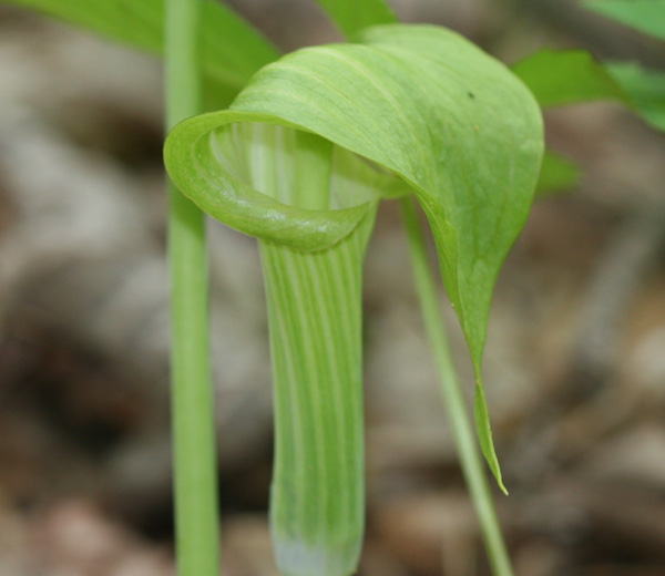 green Jack in the Pulpit