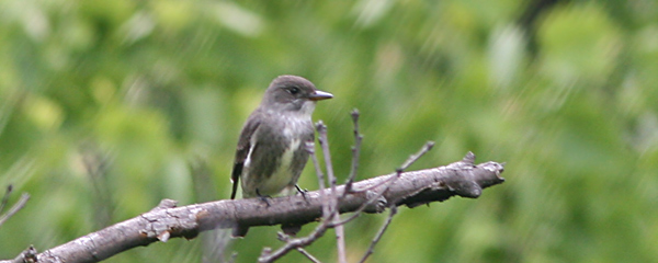 Olive-sided Flycatcher