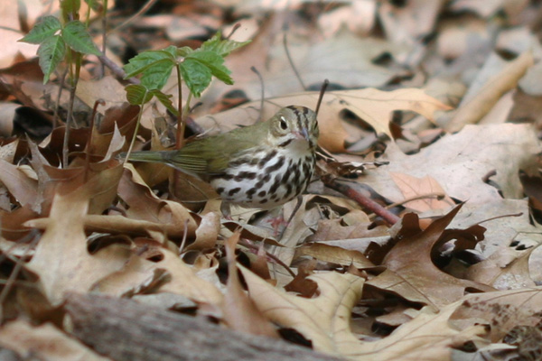 Ovenbird in Forest Park