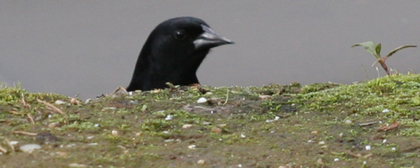 Red-winged Blackbird at Kissena Park