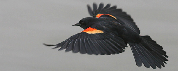 Red-winged Blackbird by Corey Finger