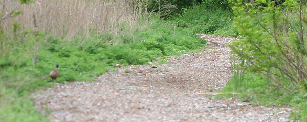 Ring-necked Pheasant in Kissena Park