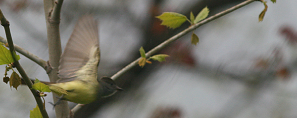 Great-crested Flycatcher