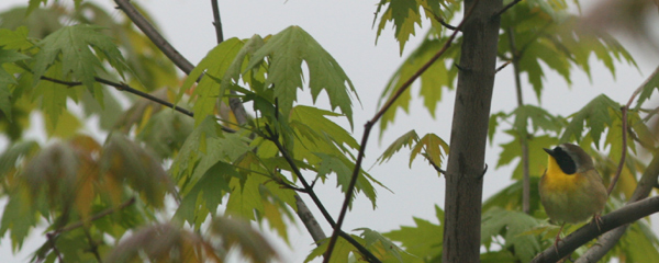 Common Yellowthroat