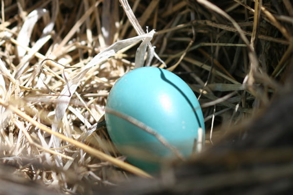 robin egg on ground