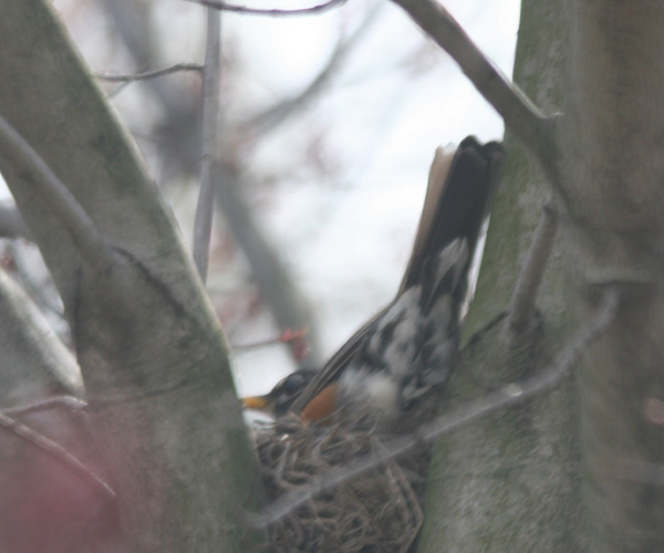 American Robin on nest Not my best side, camera-guy.