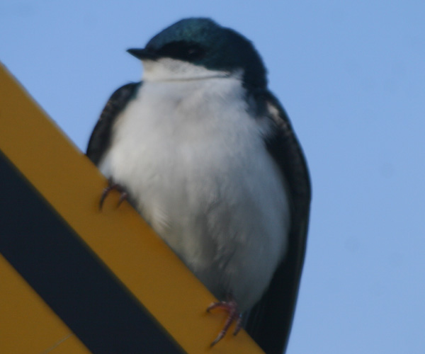 A Tree Swallow on a road sign