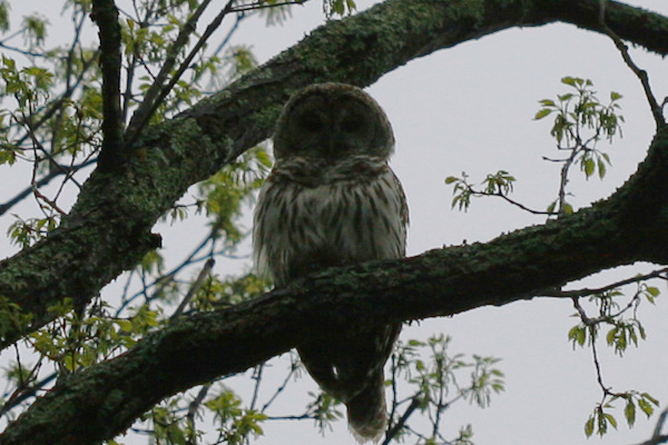 backyard Barred Owl