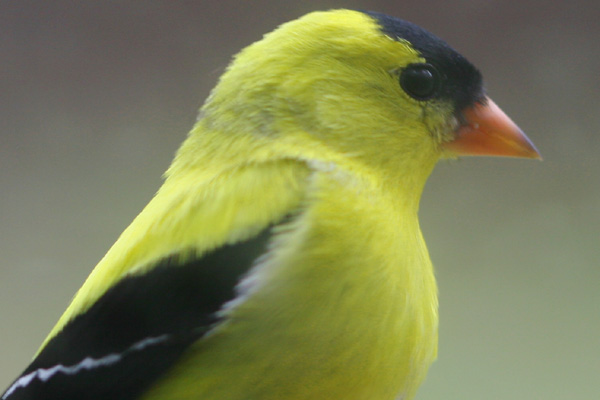 American Goldfinch in the window feeder