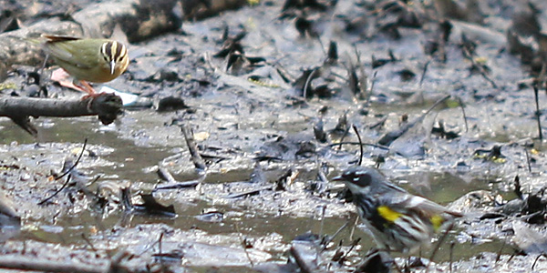Worm-eating Warbler and Yellow-rumped Warbler
