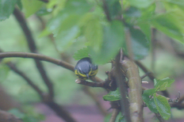 Magnolia Warbler from my window