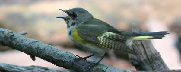 young male American Redstart