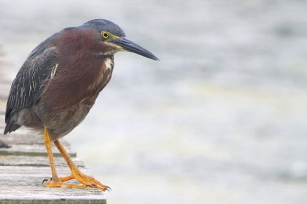 Green Heron - neck extender, Normally the Green heron keeps…