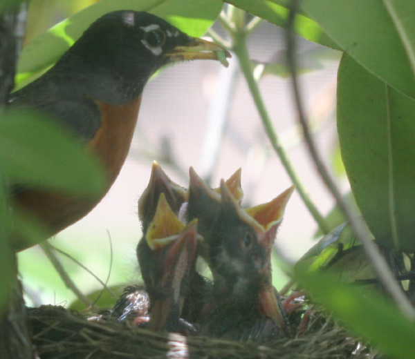 Baby robins being fed