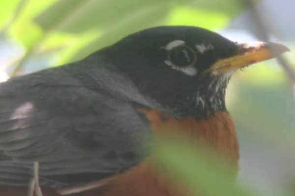 Proud parent of a nestful of robins