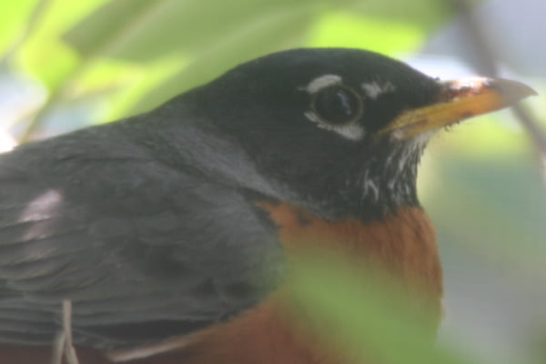 what do you feed american robins