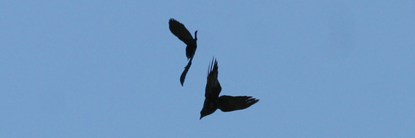 Boat-tailed Grackle and Fish Crow
