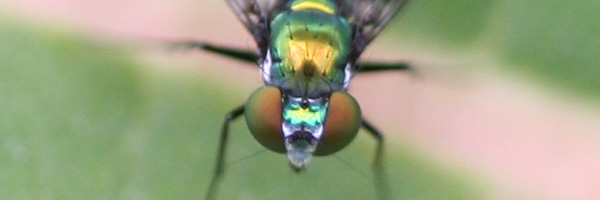 zoomed in on a dolichopodidae