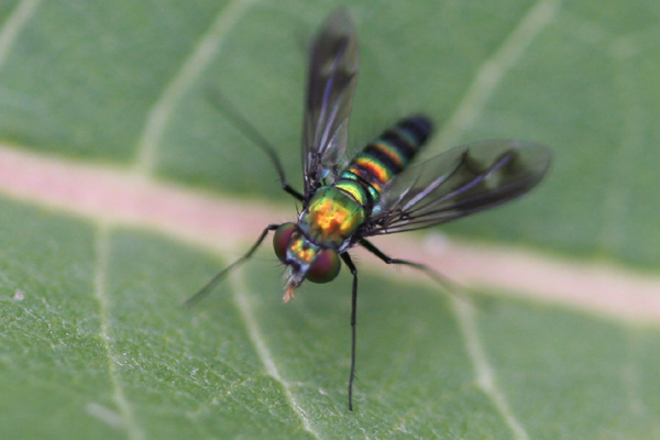 member of the dolichopodidae family
