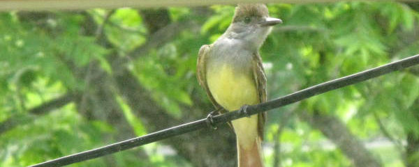 Great Crested Flycatcher Approaches