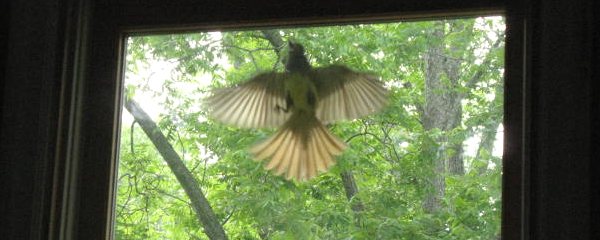 Great Crested Flycatcher Attacks