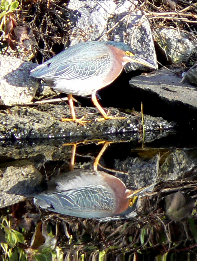 Green Heron - neck extender, Normally the Green heron keeps…