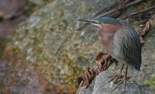 Green Heron - neck extender, Normally the Green heron keeps…