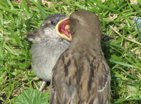 A fledgling House Sparrow getting fed