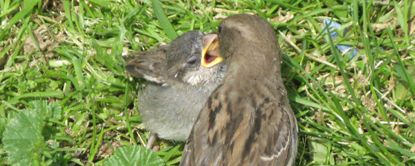 Fledgling House Sparrow being fed