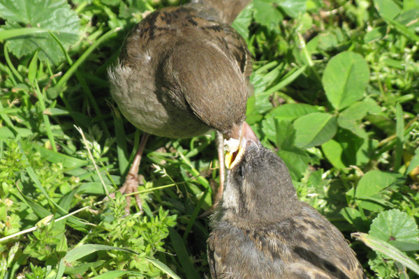 Another angle of a feeding fledgling