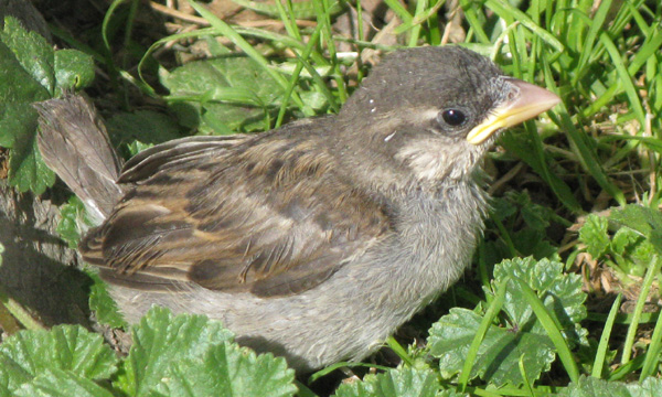 fully sated fledgling House Sparrow