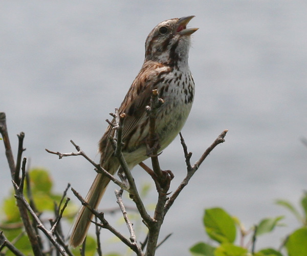 singing Song Sparrow
