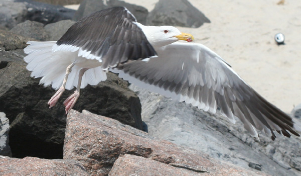 Great Black-backed Gull at Jones Beach