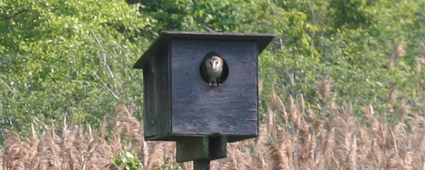Barn Owl in Nest Box at Jamaica Bay