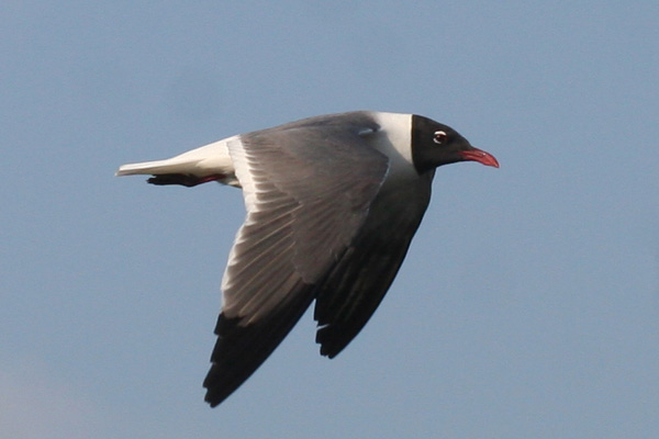 Laughing Gull in flight at Jamaica Bay