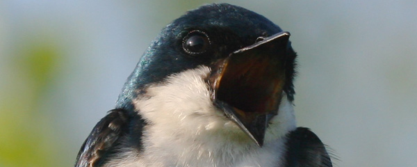 Tree Swallow at Jamaica Bay